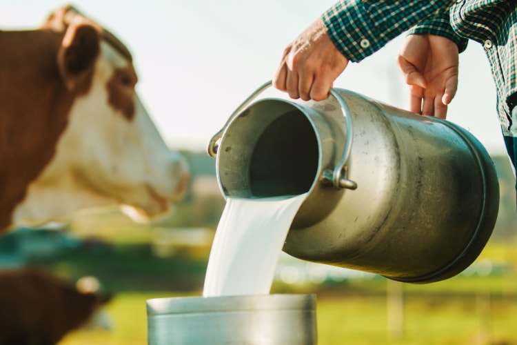 Fresh milk collection from local farms